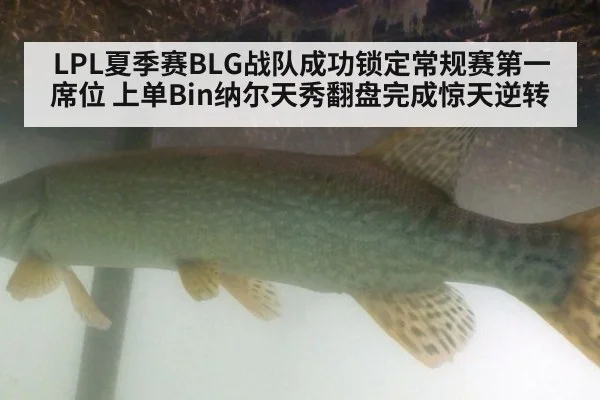LPL夏季赛BLG战队成功锁定常规赛第一席位 上单Bin纳尔天秀翻盘完成惊天逆转